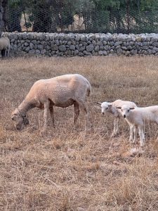 Confirmados los dos primeros casos de lengua azul en la isla de Ibiza