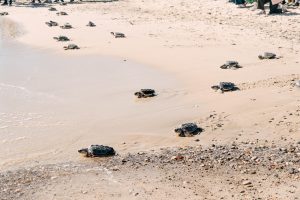 Más de una veintena de tortugas de Almassora regresan a su playa tras un año de cuidados en el Oceanogràfic