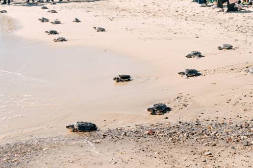 Más de una veintena de tortugas de Almassora regresan a su playa tras un año de cuidados en el Oceanogràfic