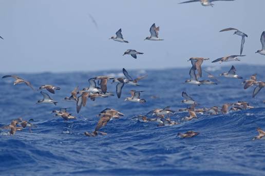 SEO/BirdLife inicia una nueva campaña de recogida de aves marinas deslumbradas en Canarias