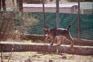 La Región acogerá dos ejemplares adultos de lince ibérico para consolidar el territorio