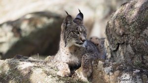 Andalucía confirma la muerte de dos linces en Marmolejo (Jaén) y Lora del Río (Sevilla) y analiza las causas