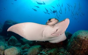 El IEO lidera un proyecto para proteger tiburones y rayas en el sureste ibérico