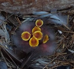 Estudio del CSIC revela que el sonido que emiten las crías de aves indican también su estado de salud