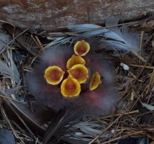Estudio del CSIC revela que el sonido que emiten las crías de aves indican también su estado de salud