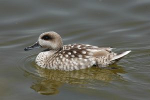 Censo de aves en L'Albufera: buen año de la cerceta pardilla y problemas para especies ligadas a la calidad del agua