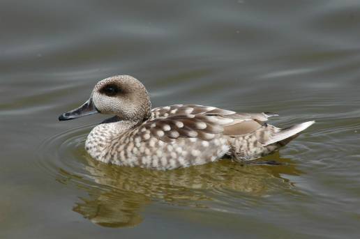 Censo de aves en L'Albufera: buen año de la cerceta pardilla y problemas para especies ligadas a la calidad del agua