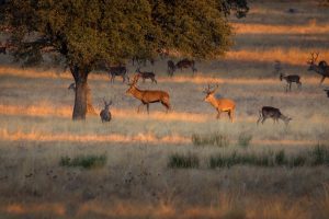 SEO/BirdLie rechaza la imposición del uso de perros de caza en el Parque de Monfragüe "sin criterios científicos"