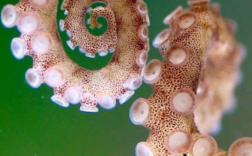 Mapas 3D únicos ayudan a resolver el misterio de los brazos del pulpo