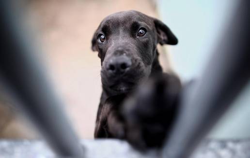 El 80% de los perros de los centros de acogida de la Comunidad de Madrid son acogidos