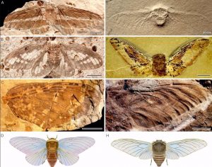 Cigarras gigantes y primeras aves compitieron en una carrera aérea