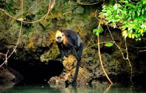 Una especie de primate en Vietnam sobrevive bebiendo agua salada
