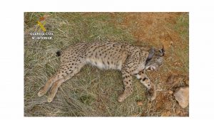 Investigado un cazador por matar a un lince ibérico en Villamanrique (Ciudad Real) mientras cazaba conejos