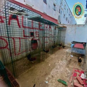 Desmantelada una explotación aviar irregular con gallos y palomas en la "esquina del gato" de San Juan
