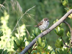 Un experimento de la UCM revela cómo gorriones de la Casa de Campo seleccionan su hábitat en función de su rendimiento
