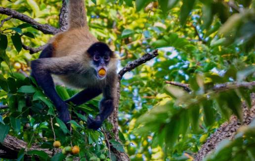 El consumo de alcohol entre animales puede no ser tan raro