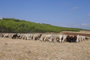 Se confirma un segundo foco del serotipo 3 de lengua azul ovina en la zona de Almadén