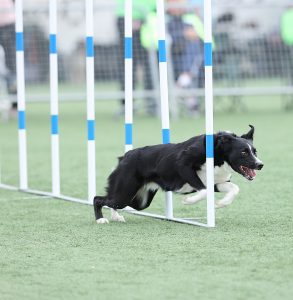 El X Campeonato de España de Agility Brilla con éxito en Yunquera de Henares
