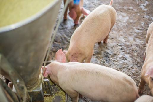 Las dietas bajas en proteínas suplementadas con glicina mejoran el rendimiento del crecimiento de los cerdos y la calidad de la carne: un análisis metabolómico no dirigido