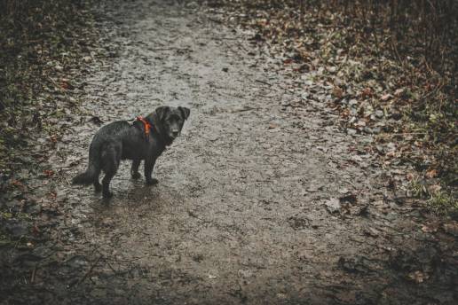 Rescatados 39 perros y 41 caballos en peligro por el desbordamiento de un arroyo en Málaga