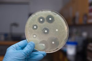 España es el país europeo con mayor reducción en el uso de antibióticos en animales, según señala la OCV