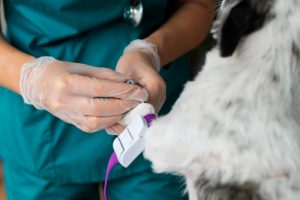 La Facultad Veterinaria y el Hospital Veterinario donan mascarillas, ropa de trabajo y comida para animales