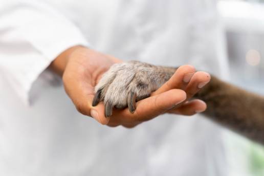 UGT secunda la huelga de los 122 veterinarios que 