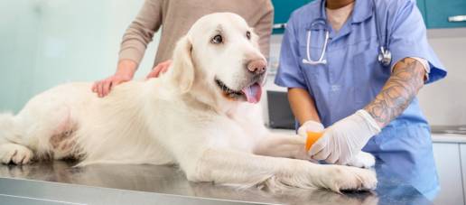 Señalización y valores de proteína C reactiva en perros con poliartritis inmunomediada y meningitis sensible a esteroides, arteritis