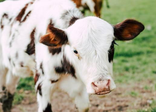 Factores de riesgo de onfalitis en terneros lecheros neonatos