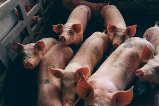 Caracterización del uso de antimicrobianos en cerdos