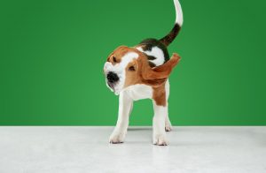 La ciencia detrás del mecanismo de sacudida de los perros