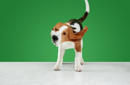 La ciencia detrás del mecanismo de sacudida de los perros