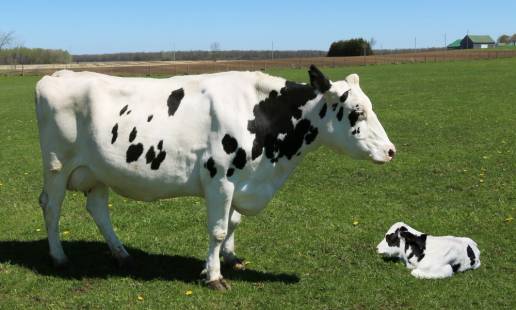 La harina de soja fermentada modificó la microbiota ruminal y aumentó el nivel sérico de prolactina en vacas Holstein lactantes