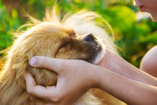 Derechos de Animales valora que policías se formen en protección animal: 