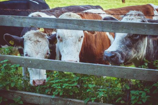 Efectividad de la vacuna RB51 en el control de la brucelosis en vacas adultas de carne