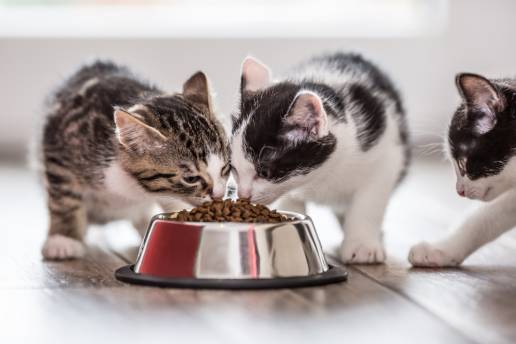 Estudios de seguridad multinivel del ingrediente Anti Fel d 1 IgY en alimentos para gatos