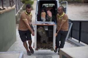 AAP España, 15 años rescatando animales exóticos