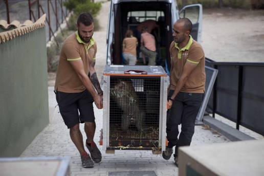 AAP España, 15 años rescatando animales exóticos
