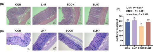 Lactiplantibacillus plantarum La L47 y la inulina afectan a la inflamación del colon y el hígado en lechones desafiados por Escherichia coli enterotoxigénica mediante la regulación de la microbiota intestinal