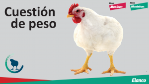 Elanco presenta una iniciativa de formación online sobre la prevención y control de la coccidiosis en pollos de engorde