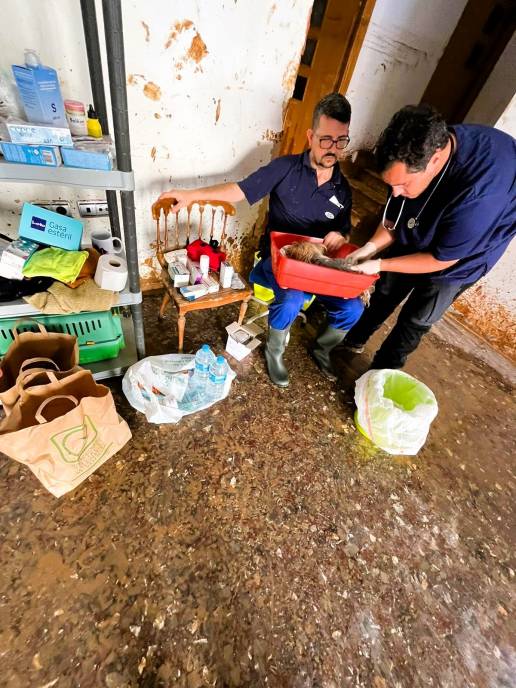 Los veterinarios recomiendan comprobar si los perros están correctamente vacunados frente a la Leptospirosis