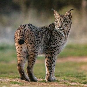 La Junta anuncia el nacimiento de los dos primeros cachorros de  lince ibérico en Sierra Arana