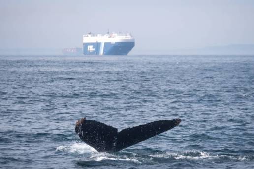 Menos del 7 % de las zonas de colisión entre ballenas y barcos tienen medidas de protección