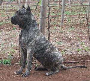 Denunciado el responsable de un perro de raza peligrosa por 13 infracciones