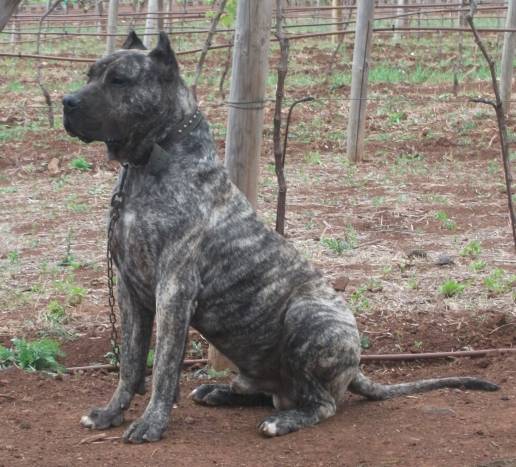 Denunciado el responsable de un perro de raza peligrosa por 13 infracciones