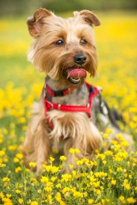 'El Último Parque', único cementerio de mascotas de Madrid, ofrece servicios que van desde 300 a los 6.000 euros