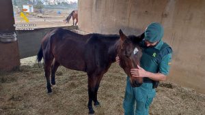 Rescatan un caballo en mal estado de salud y localizan otro fallecido en Las Palmas de Gran Canaria