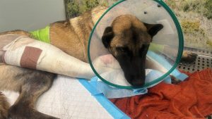 APARIOJA critica la falta de recogida de animales por el Gobierno de La Rioja, tras varios casos durante el puente