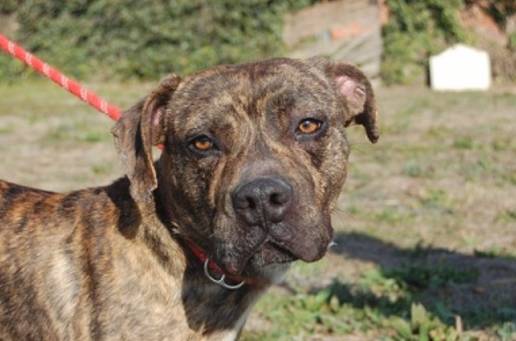 El Ayuntamiento abre el plazo para solicitar las ayudas para proyectos de protección y bienestar animal