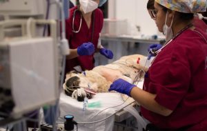 El Hospital Clínico Veterinario de la CEU UCH presta atención veterinaria a animales afectados
